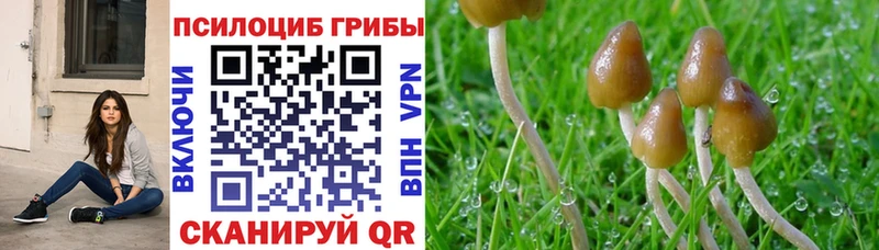 OMG вход  как найти закладки  Каргат  Галлюциногенные грибы ЛСД 